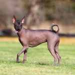 Xoloitzcuintli Dog Breed (Mexican Hairless Dog) - Pictures ...