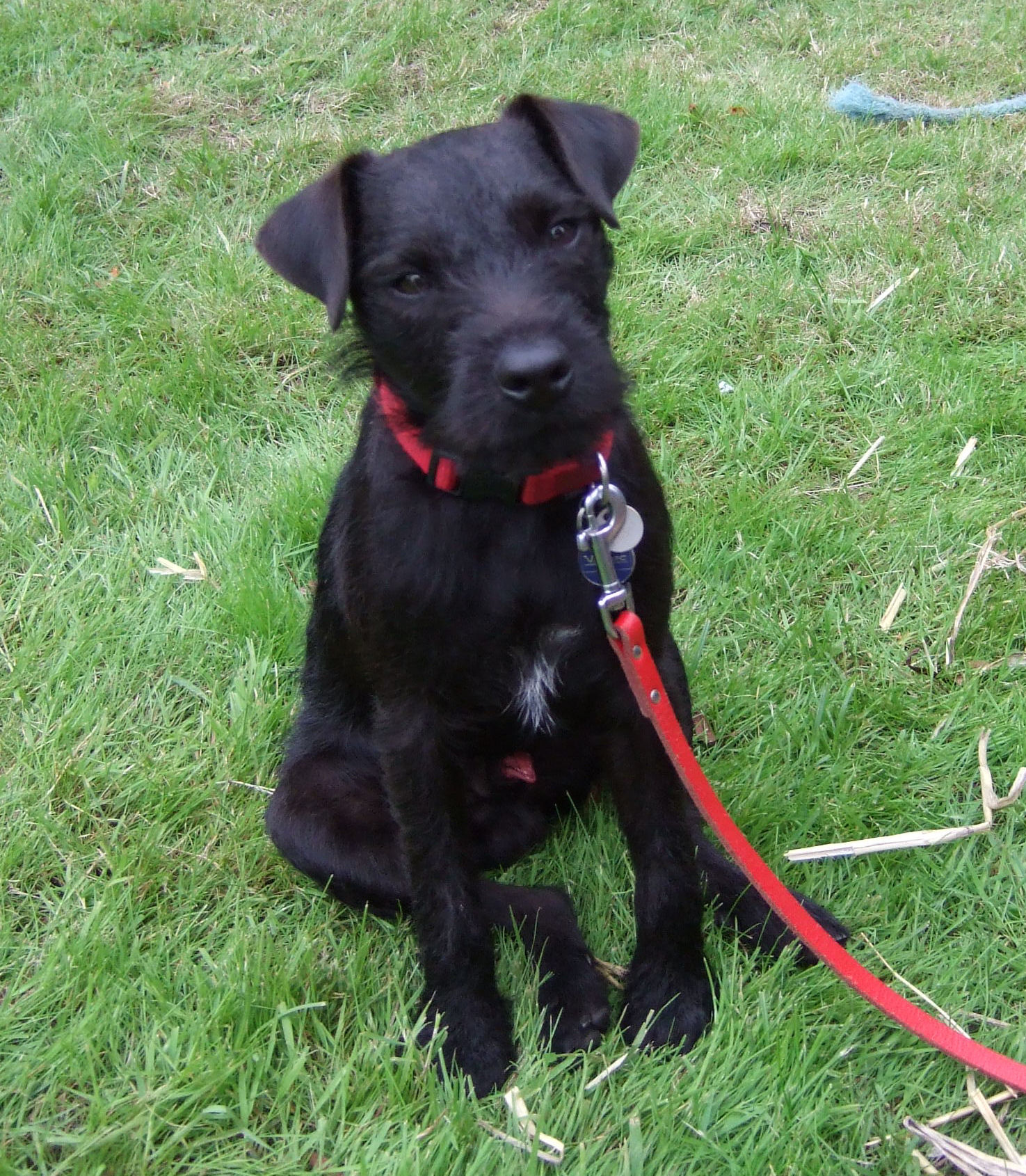 patterdale terrier teddy