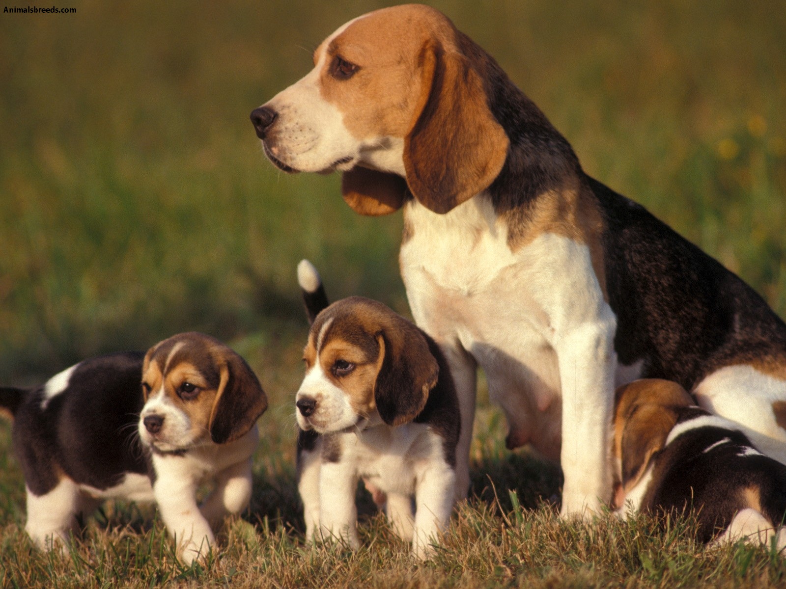 Beagle Puppies Rescue Pictures Information Temperament Beagle Puppies Rescue Pictures Information Temperament