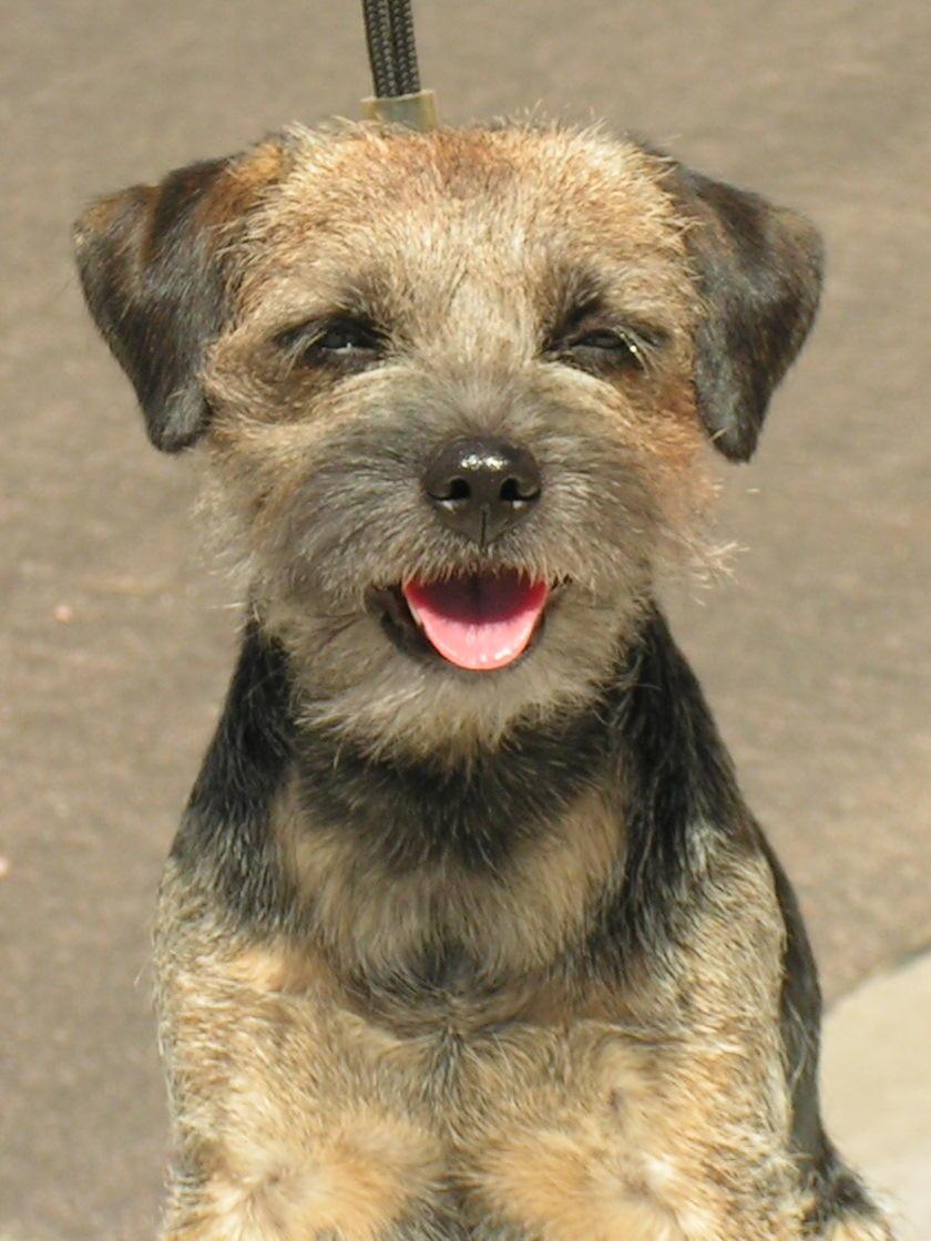 border terrier ornaments and collectables