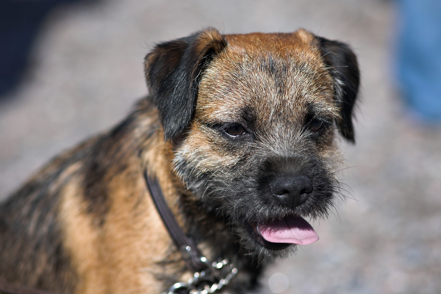 border terrier ornaments and collectables