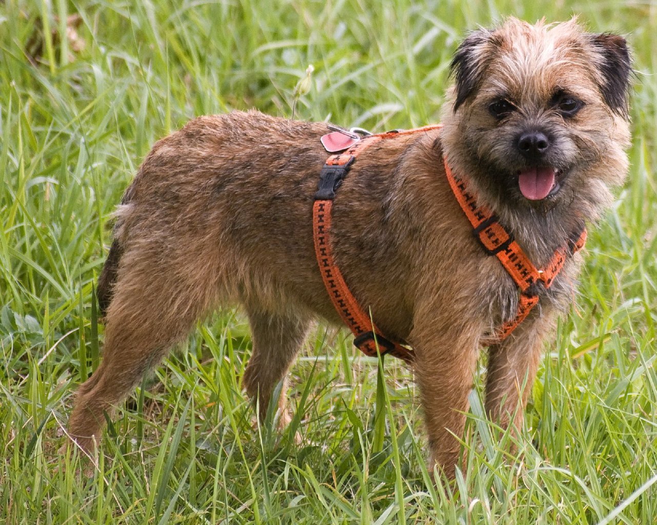 border-terrier-close-up-with-leash