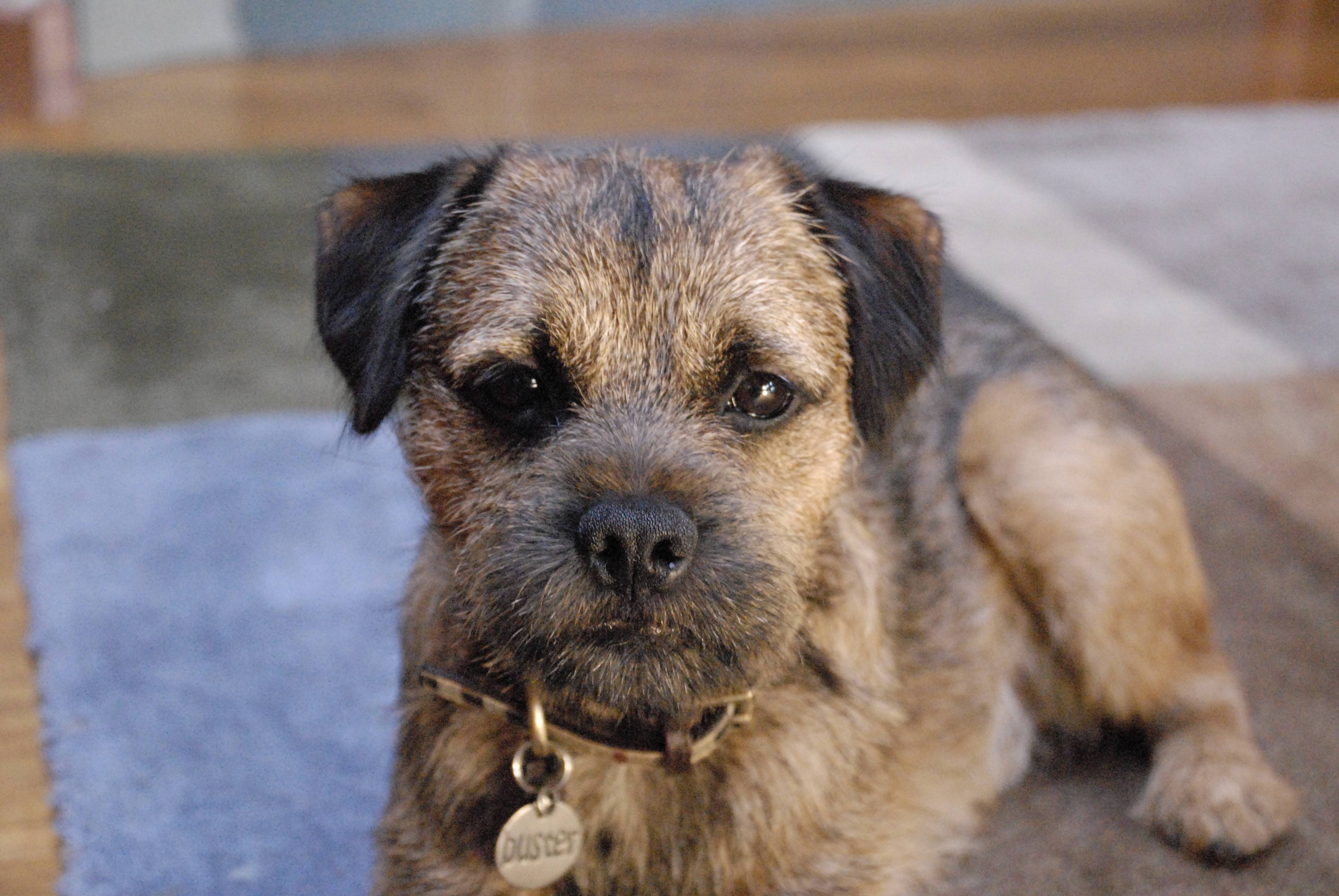 Types Of Border Terrier With Pictures