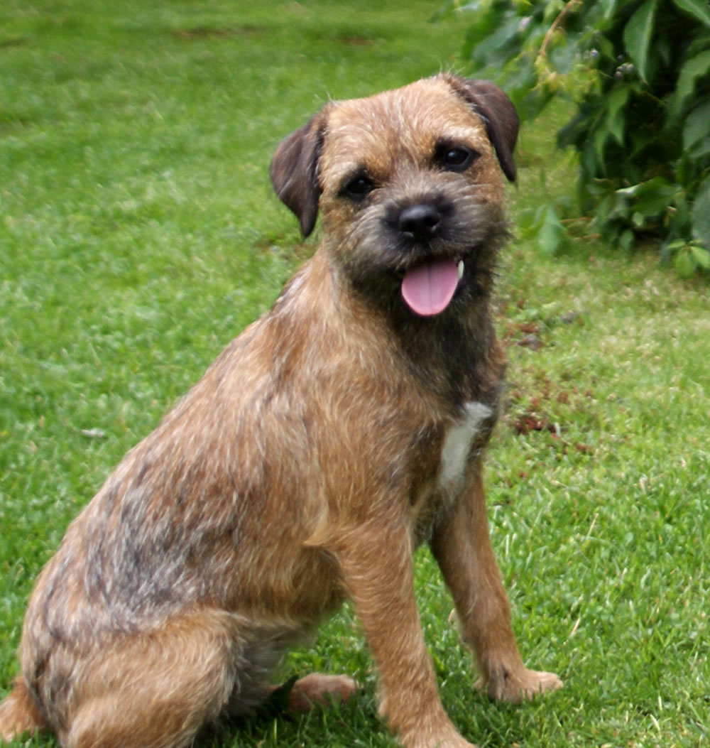 Border Terrier Pictures Information Temperament Characteristics 