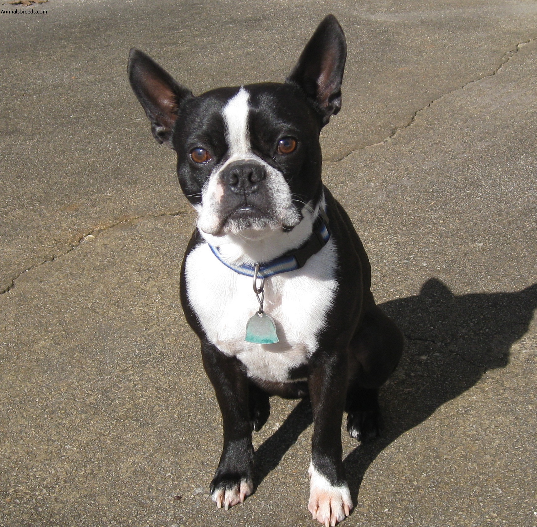 Collection 100+ Pictures show me a picture of a boston terrier Sharp