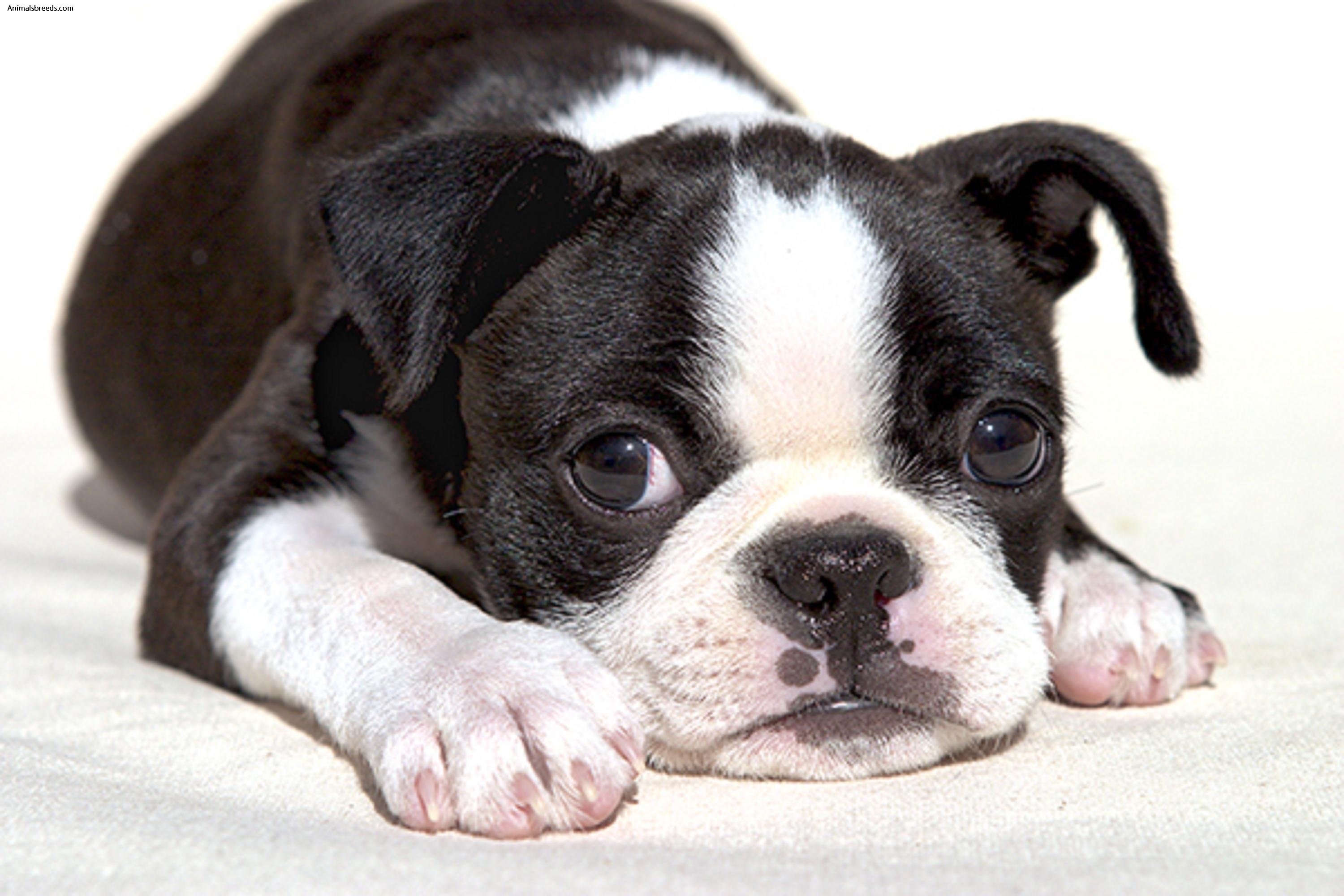 boston terrier puppy statue