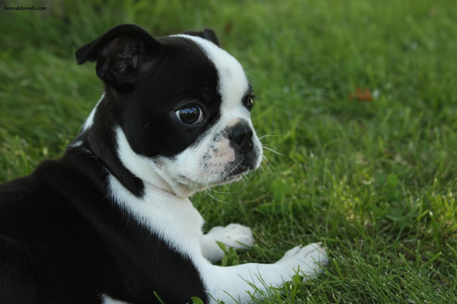 Boston Terrier - Pictures, Information, Temperament, Characteristics