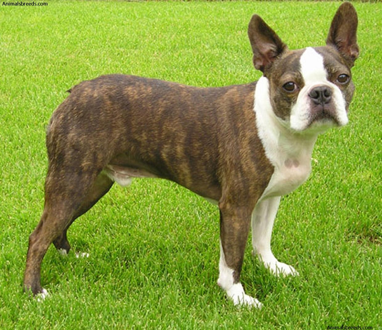 Boston Terrier - Pictures, Information, Temperament, Characteristics