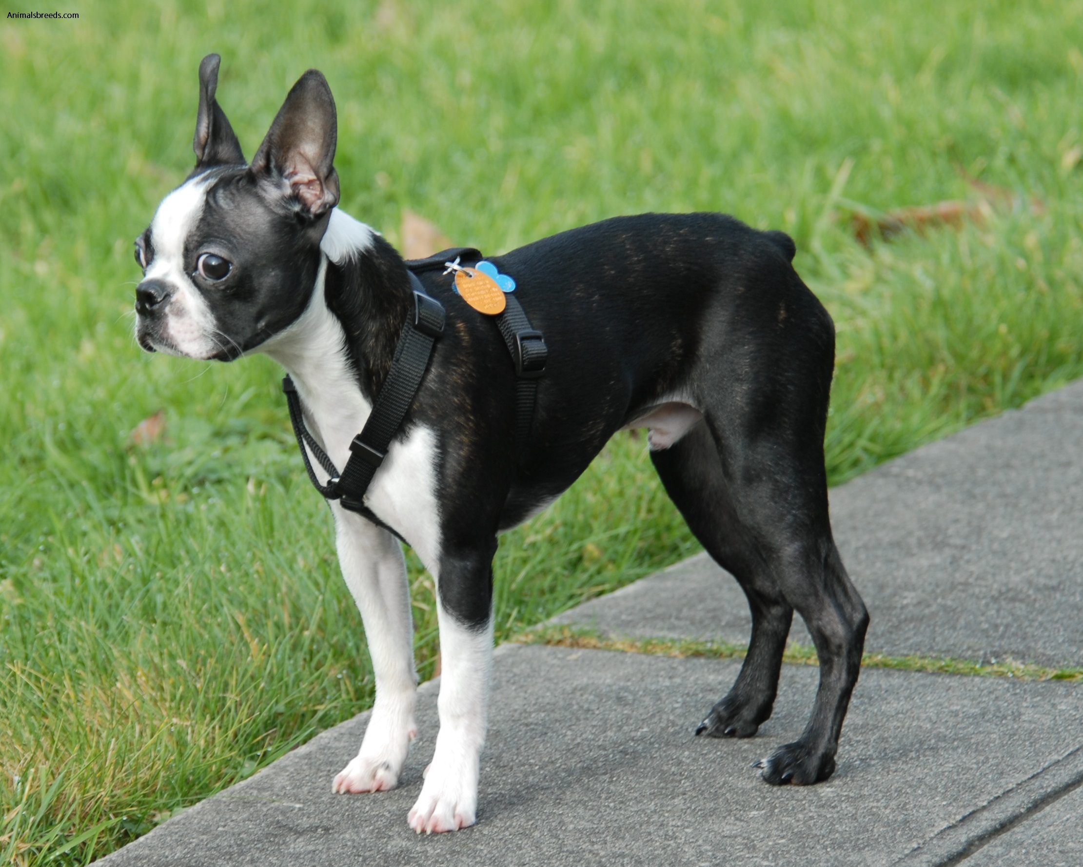 Boston Terrier - Pictures, Information, Temperament, Characteristics