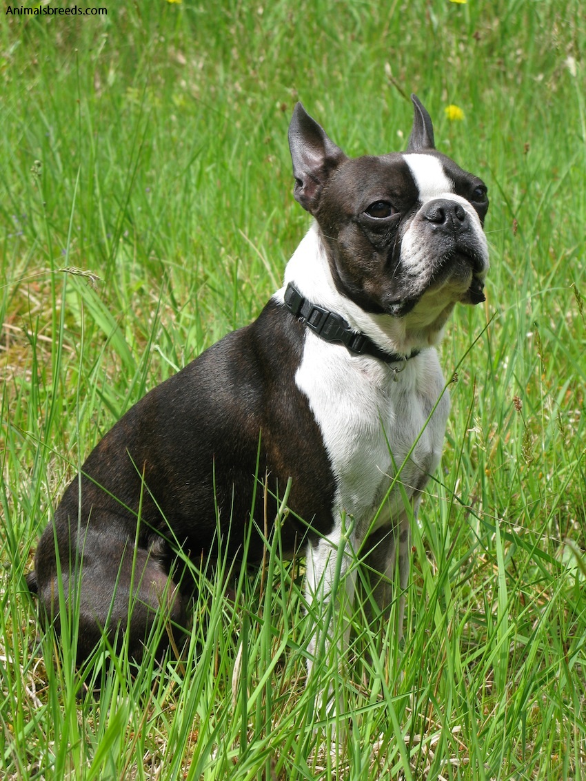 boston terrier puppy statue