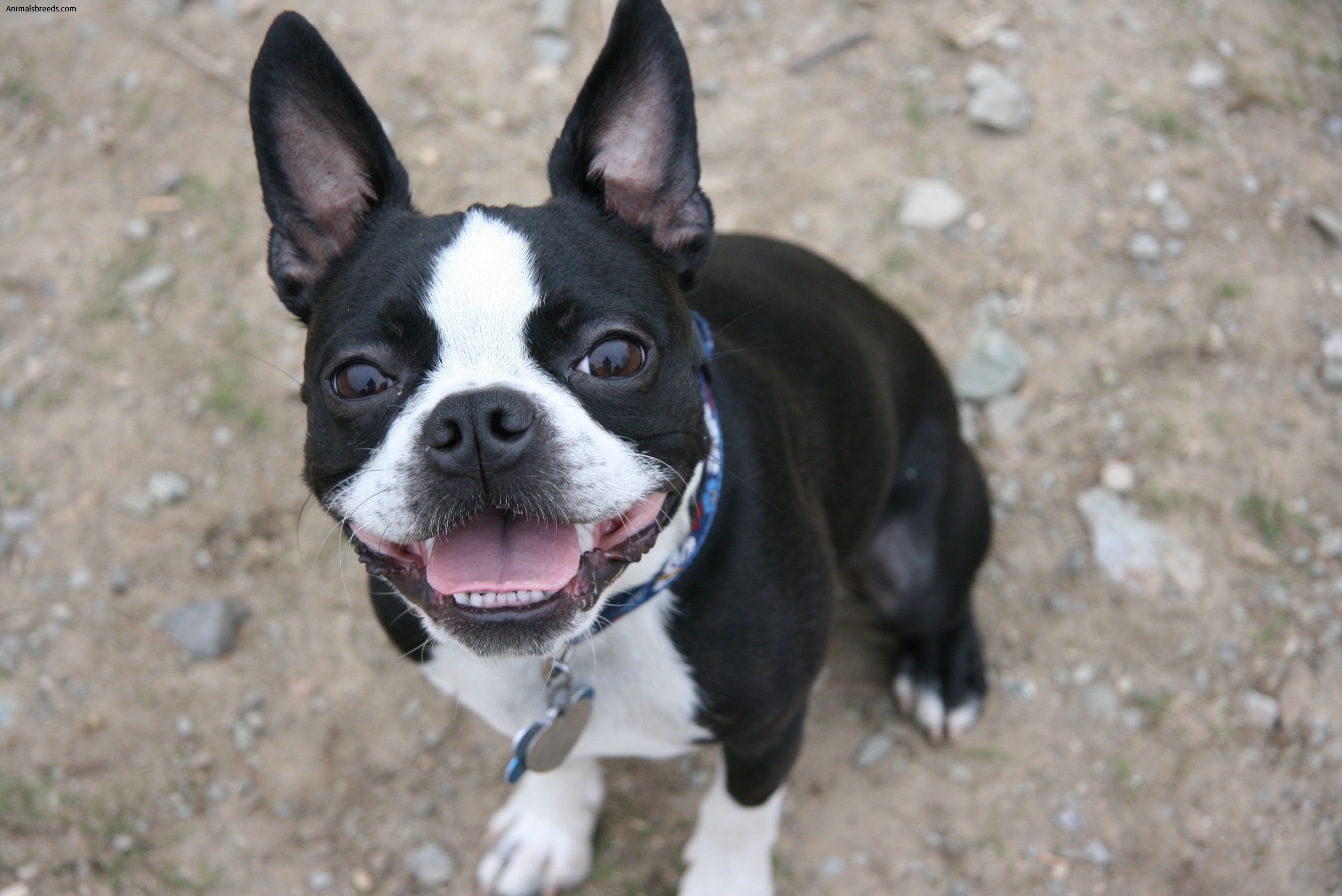 Boston Terrier - Pictures, Information, Temperament, Characteristics