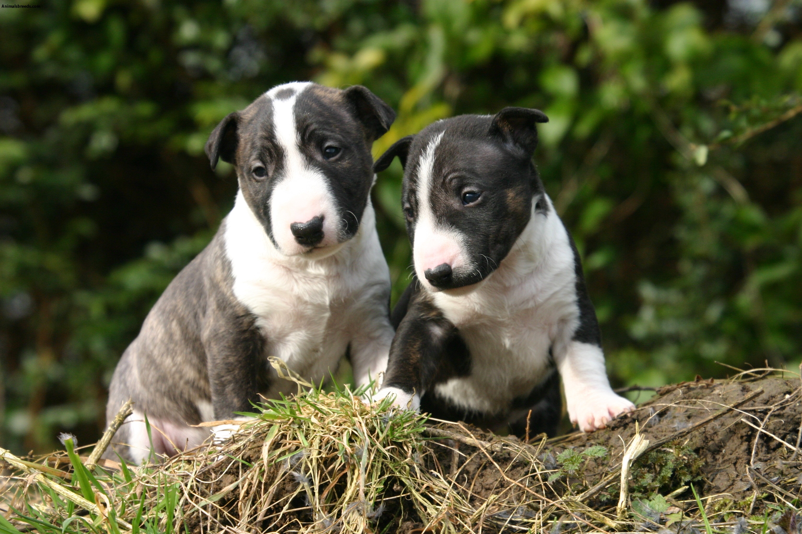 Miniature Bull Terrier - Pictures, Information ...