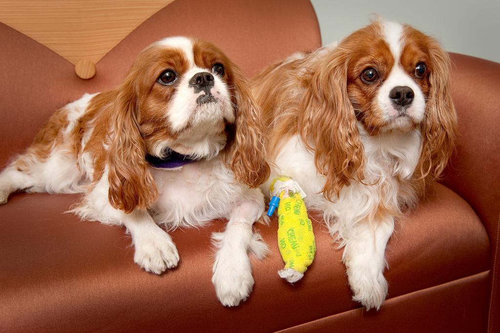 Cavalier King Charles Spaniel Pictures Information Temperament 