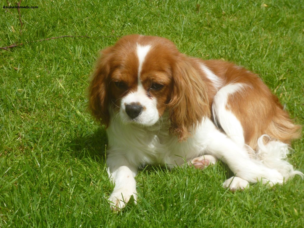 Cavalier King Charles Spaniel Pictures Information Temperament 