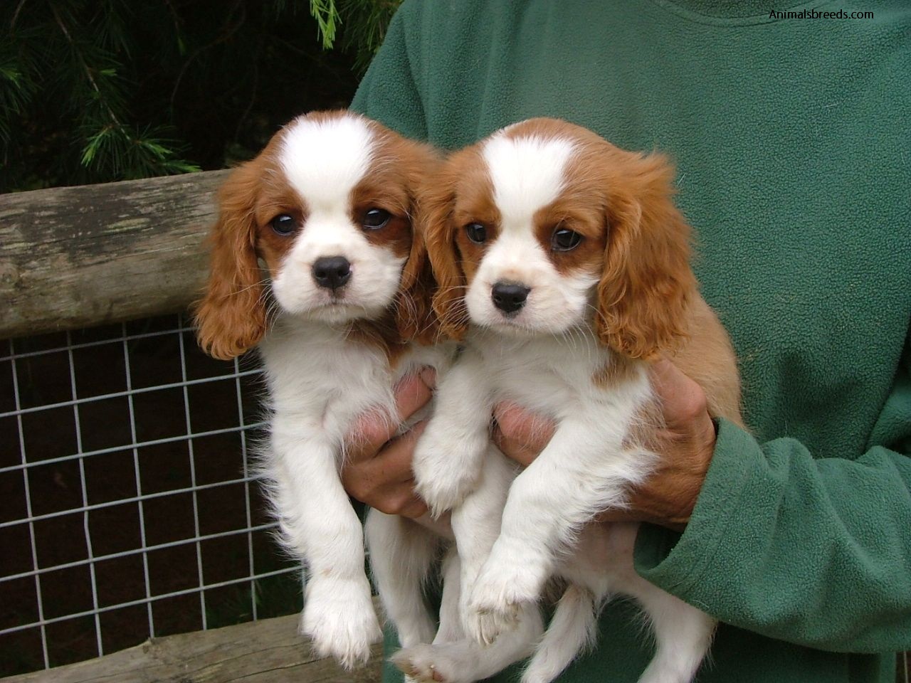 sandicast cavalier king charles spaniel