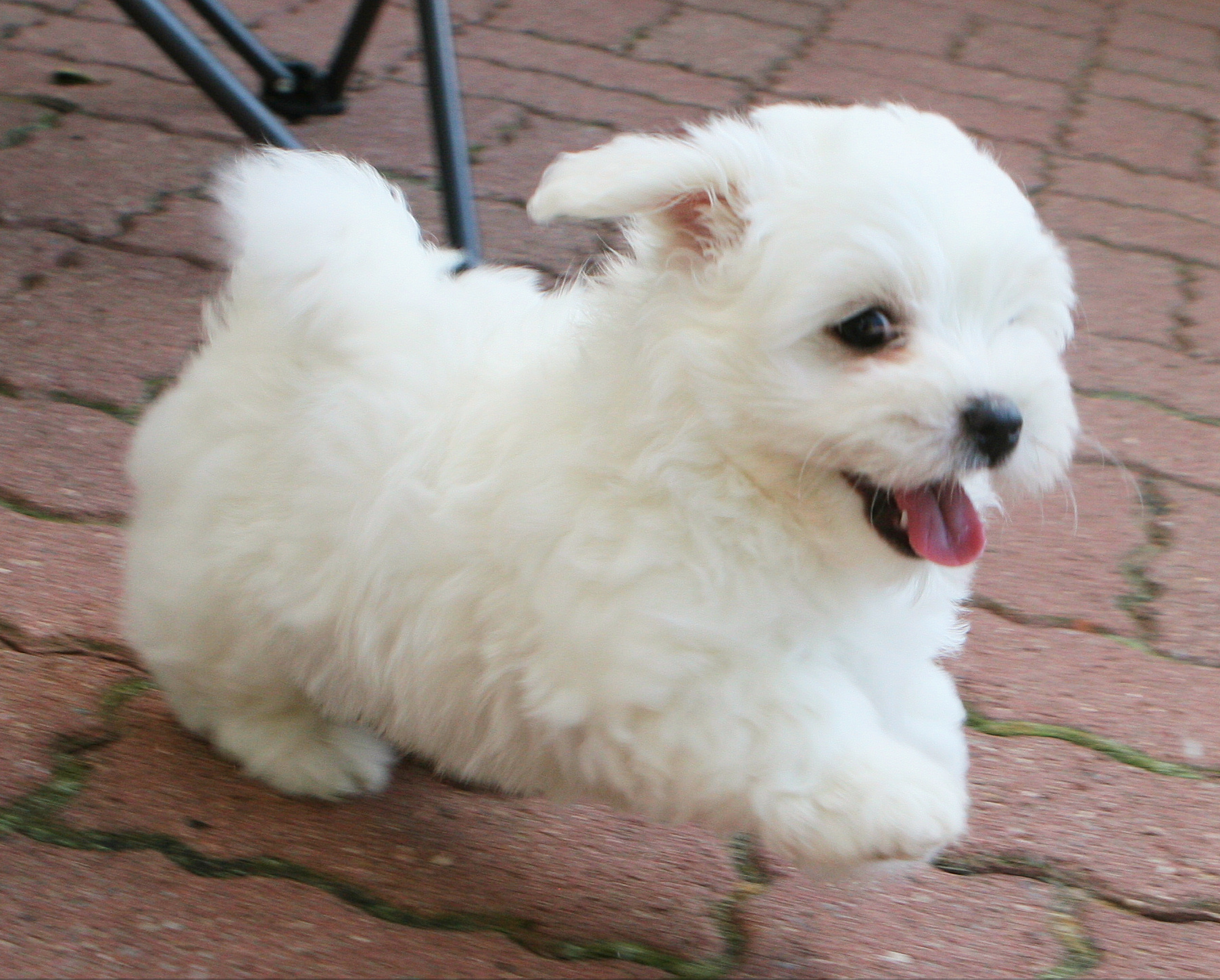 Coton De Tulear Dog Breed Pictures, Information, Temperament