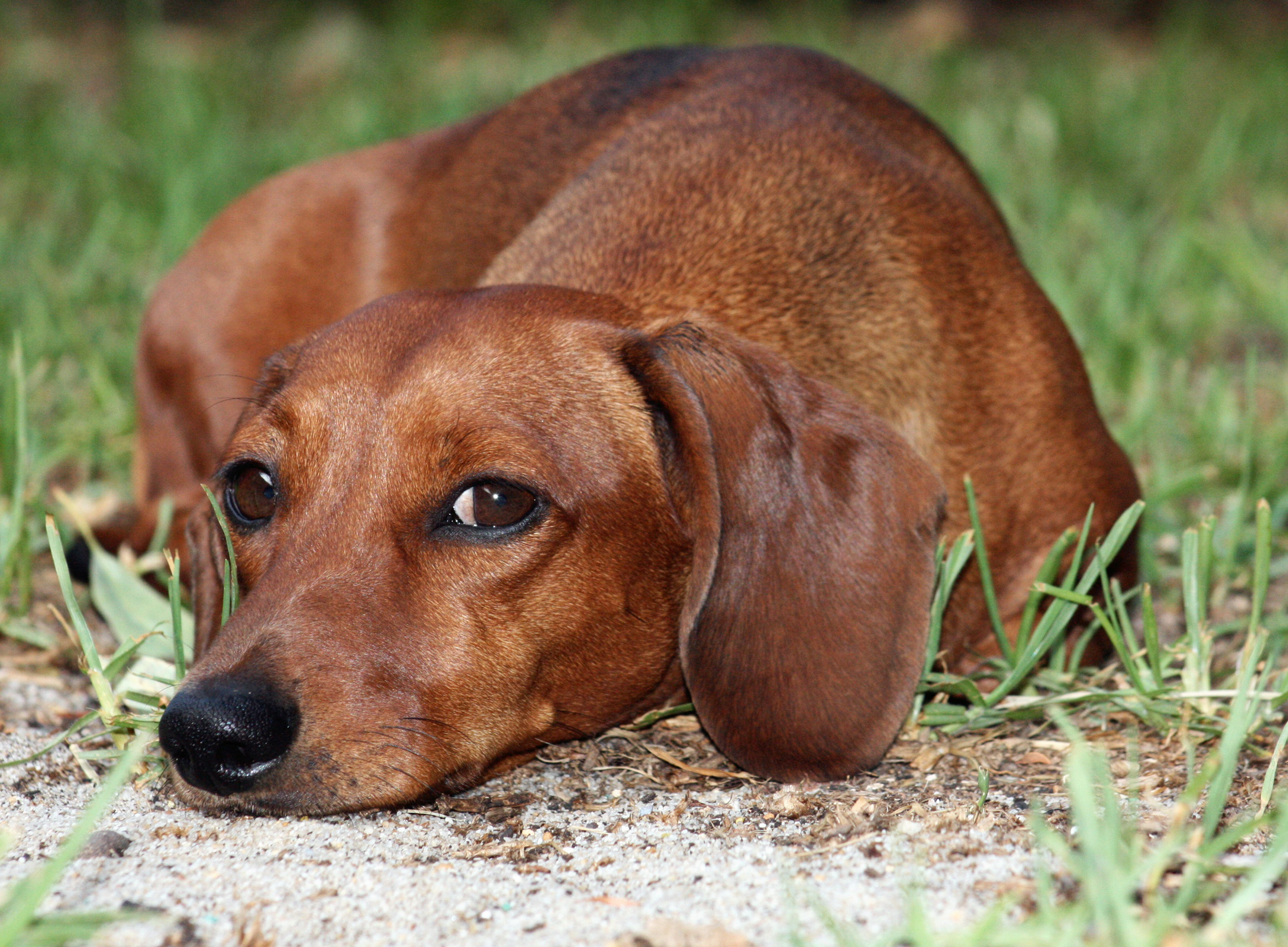 dachshund-puppies-rescue-pictures-information-temperament