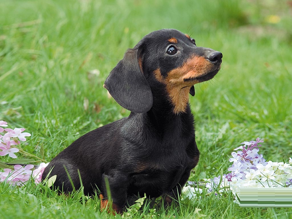 Dachshund Puppies Rescue Pictures Information Temperament 