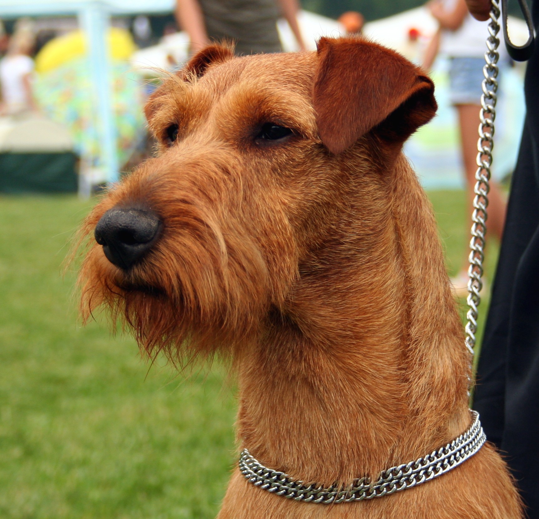 irish-terrier-pictures-information-temperament-characteristics