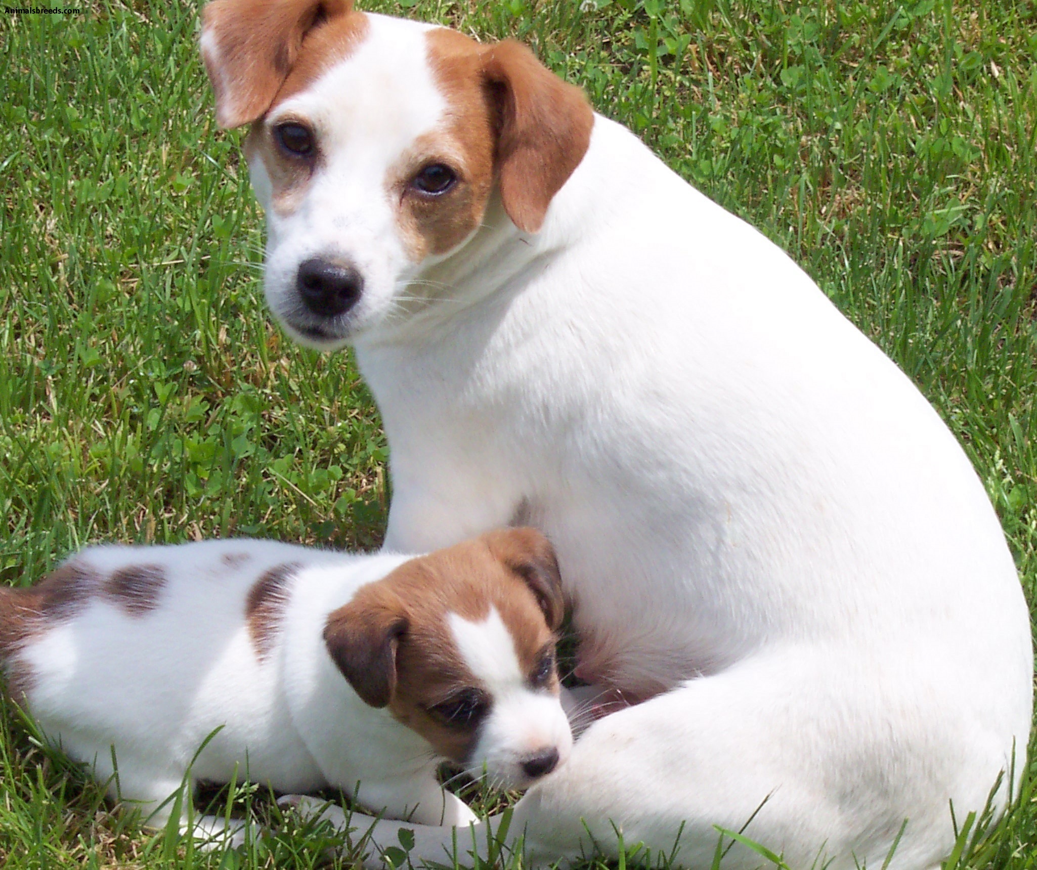Jack Russell Terrier Bulldog Mix Puppies