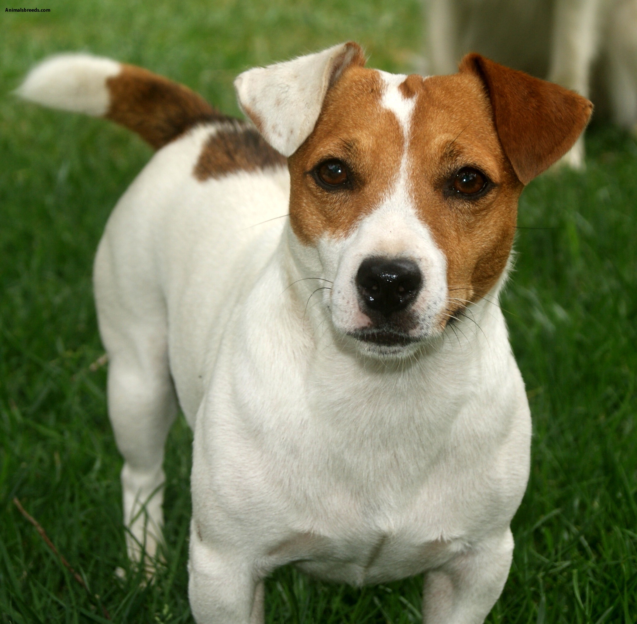 Jack Russell Terrier Pictures, Information, Temperament