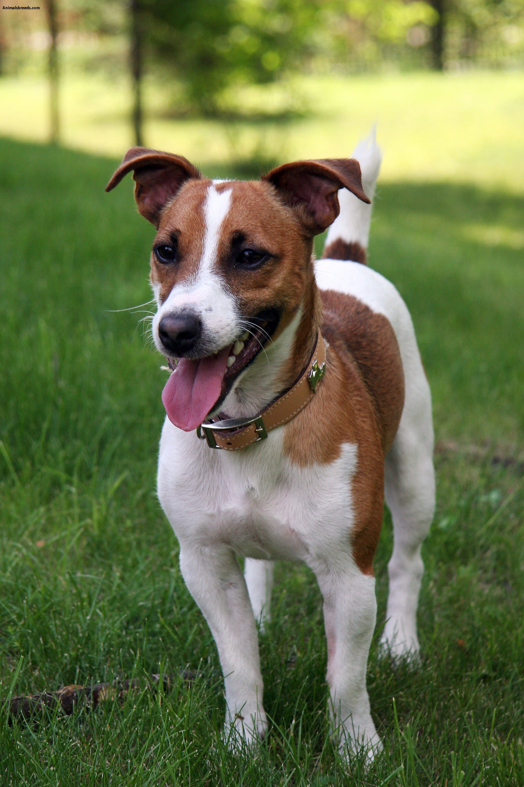 Jack Russell Terrier Pictures, Information, Temperament