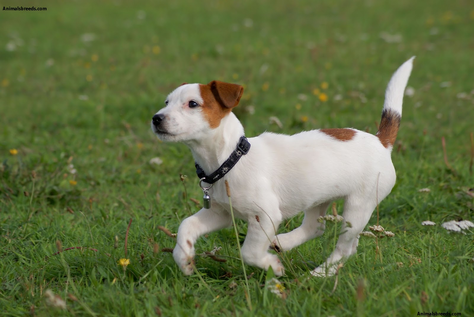 Jack Russell Terrier Pictures, Information, Temperament