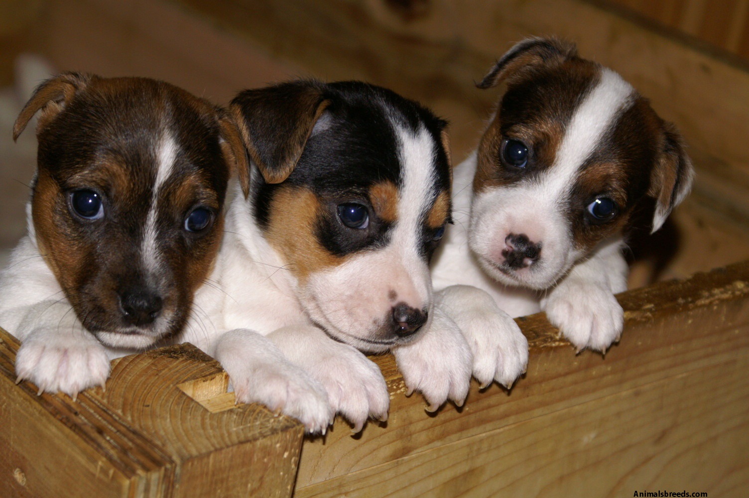 Jack Russell Terrier Pictures, Information, Temperament