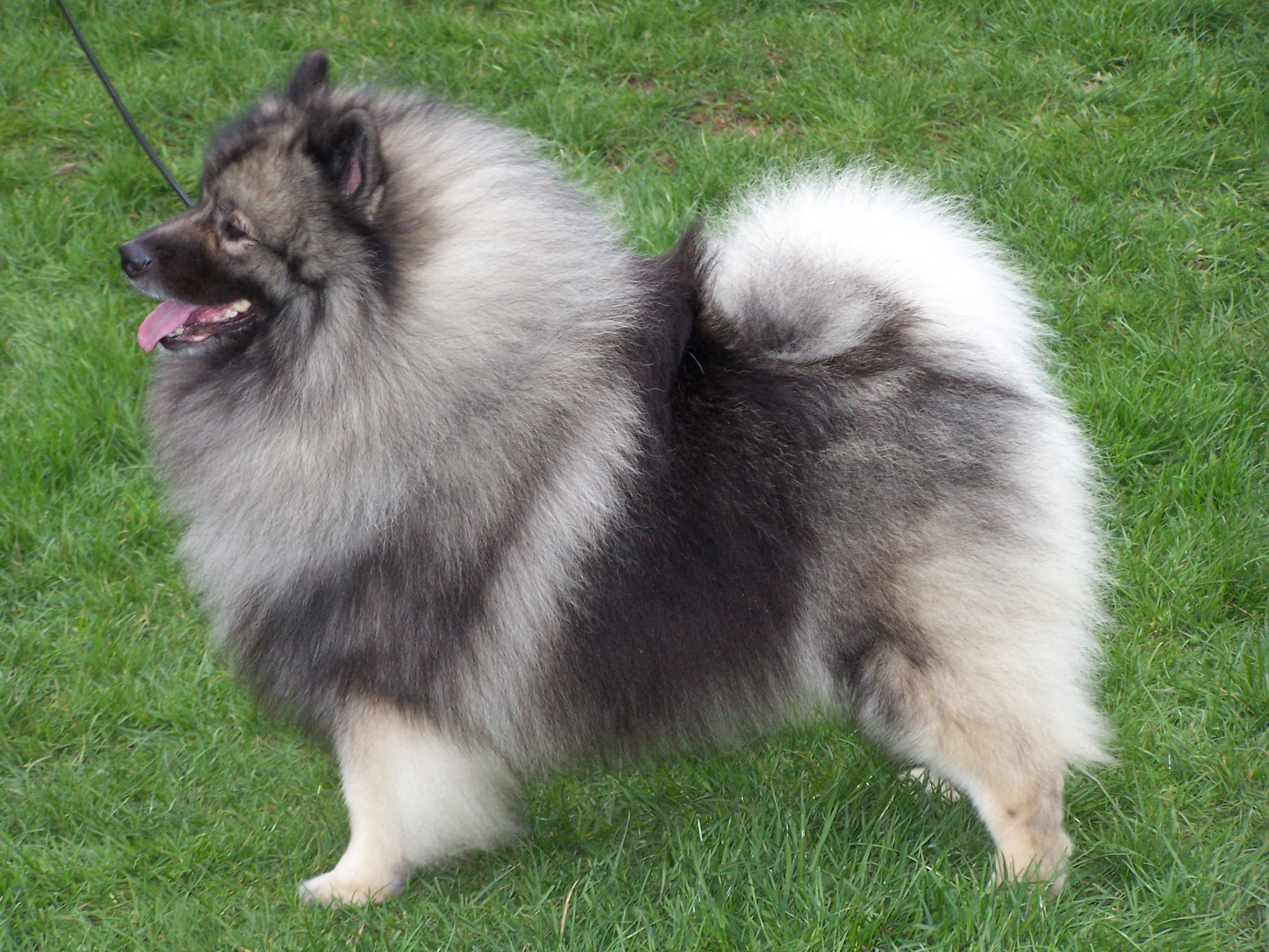 Keeshond 2