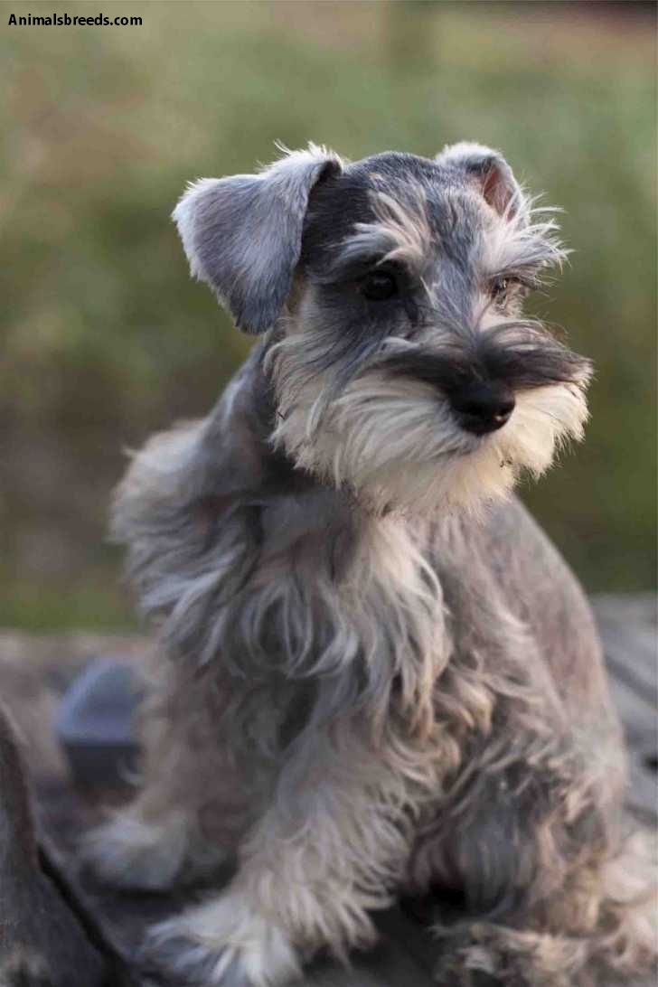 lladro schnauzer