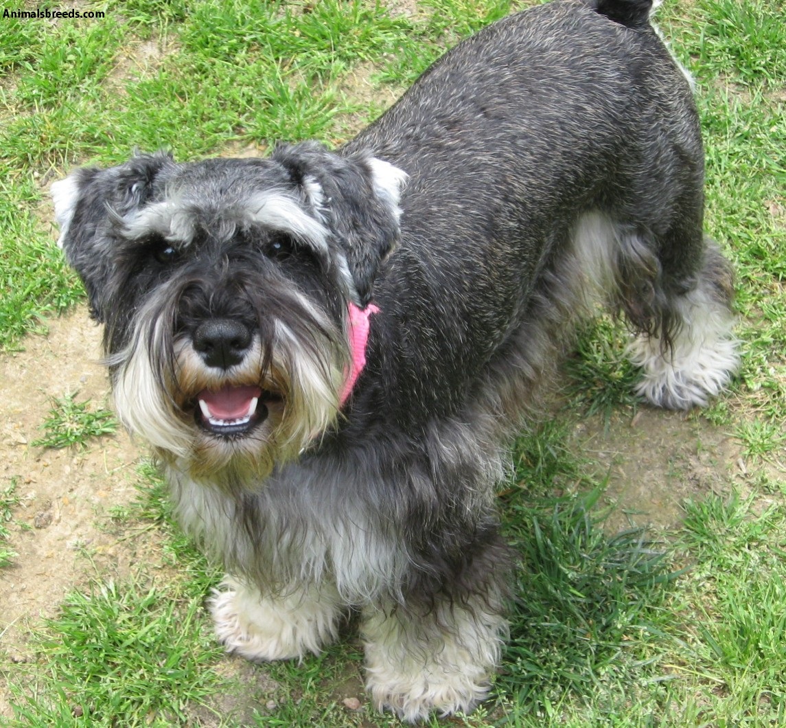 lladro schnauzer