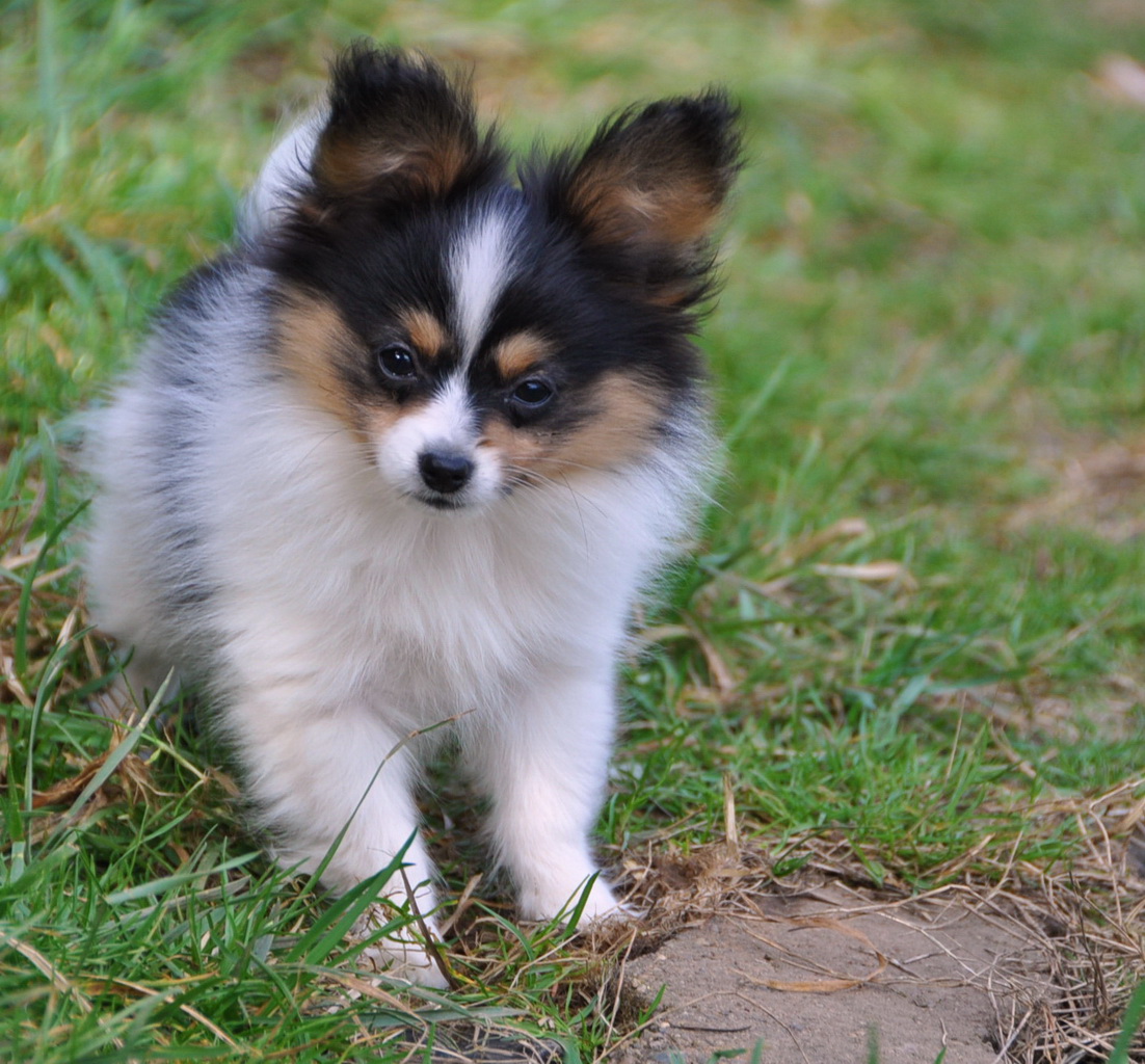 Papillon Dog Breed  Pictures, Information, Temperament 