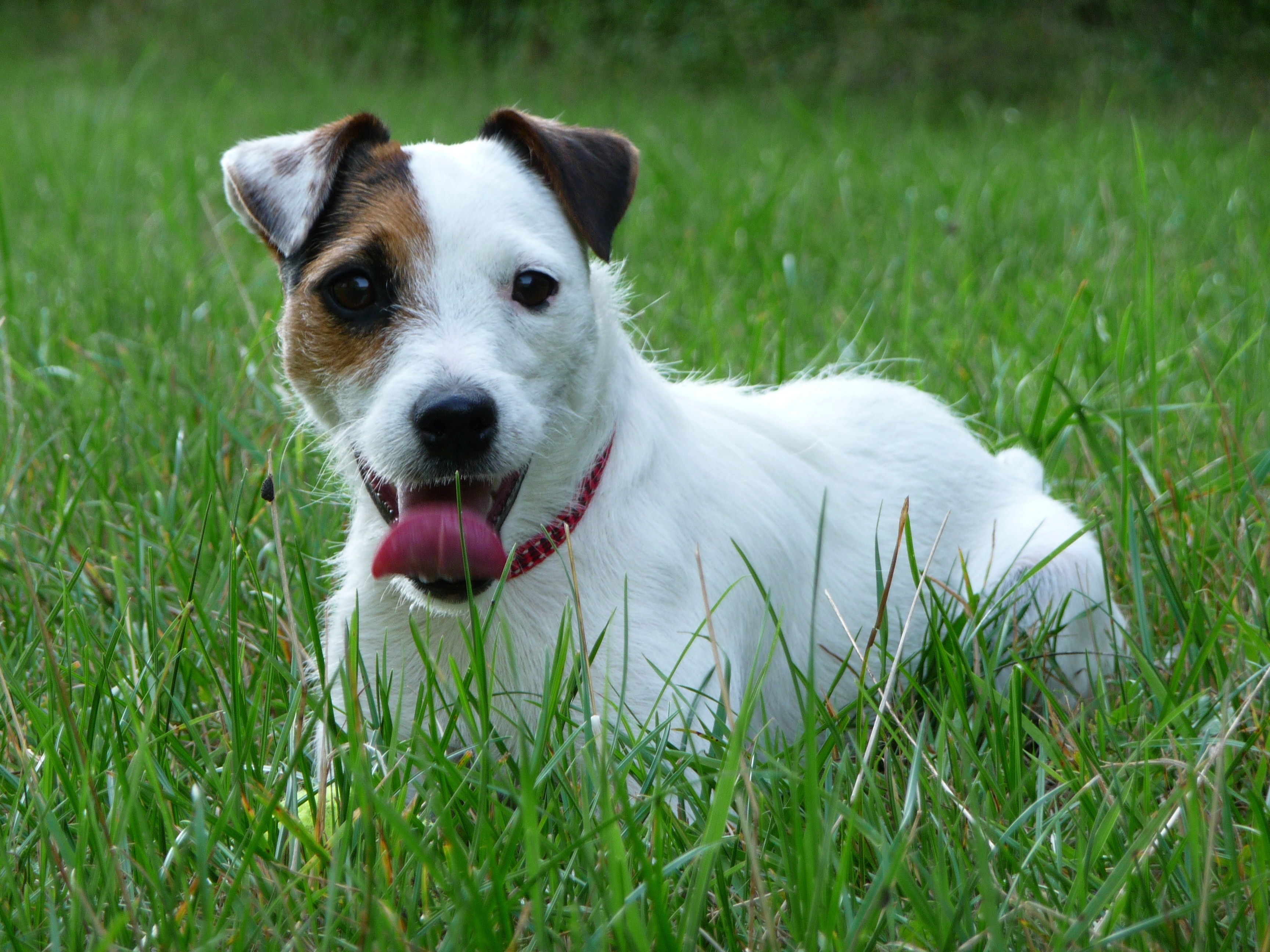 Parson Russell Terrier - Puppies, Pictures, Information ...
