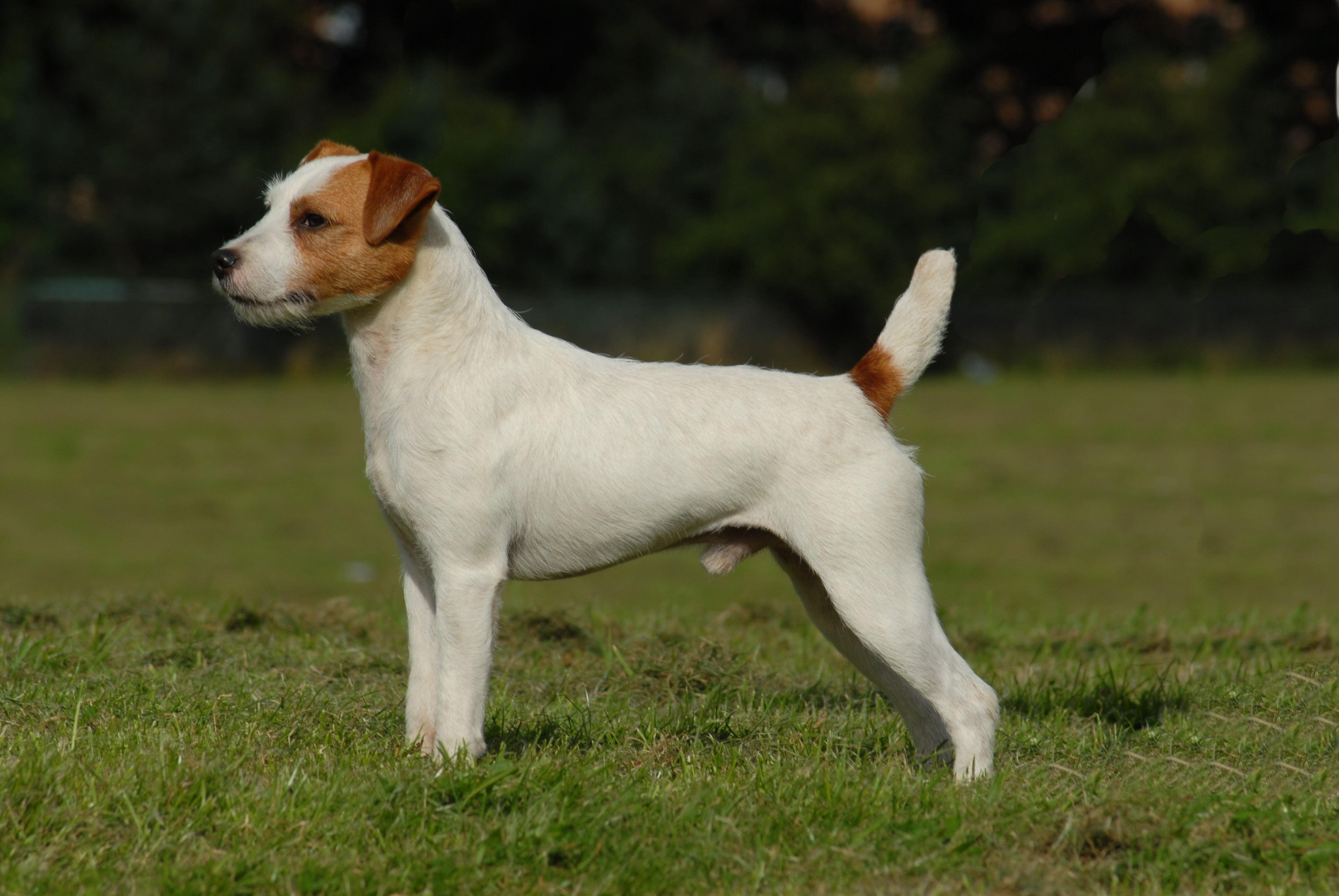 Parson Russell Terrier - Puppies, Pictures, Information, Temperament