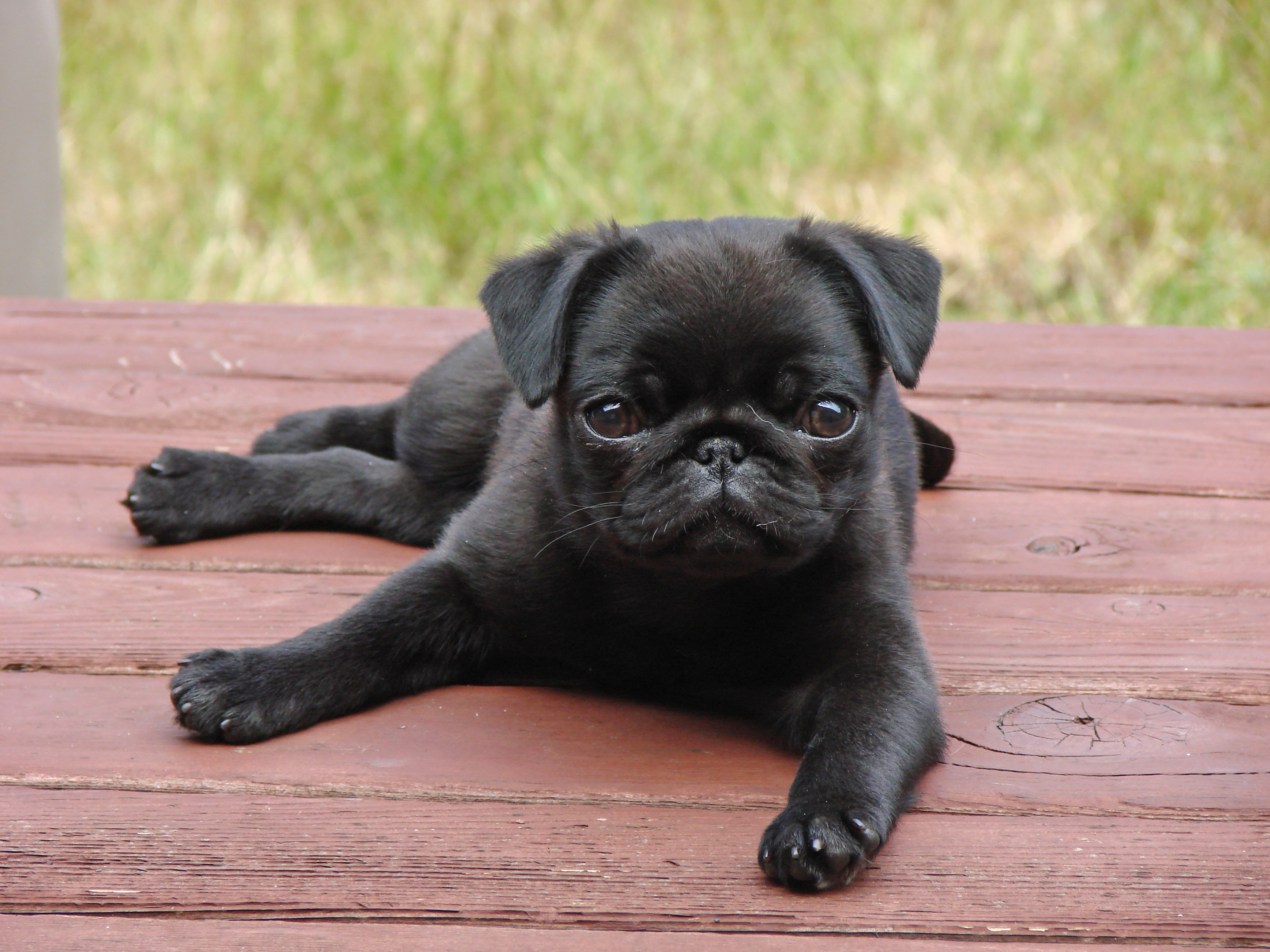 6-reasons-why-pugs-are-the-best-dog-breed