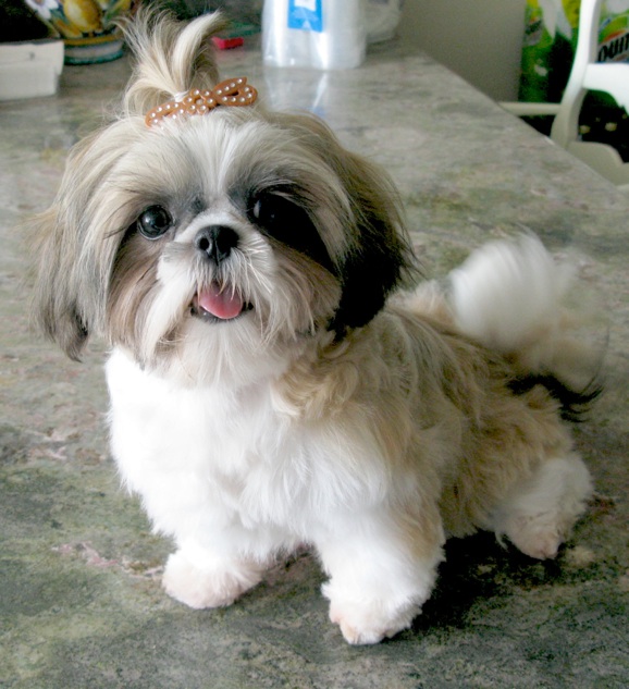 shihtzu dog Personality