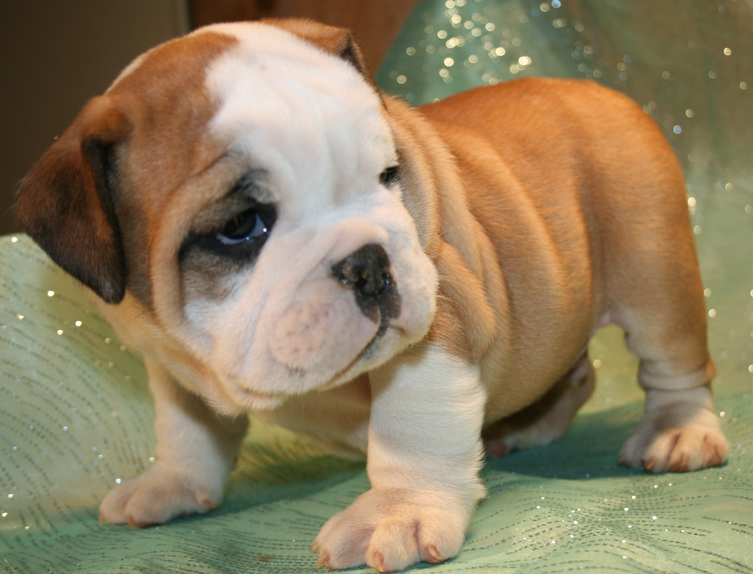 Grooming Needs Toy Bulldog for Sale Image