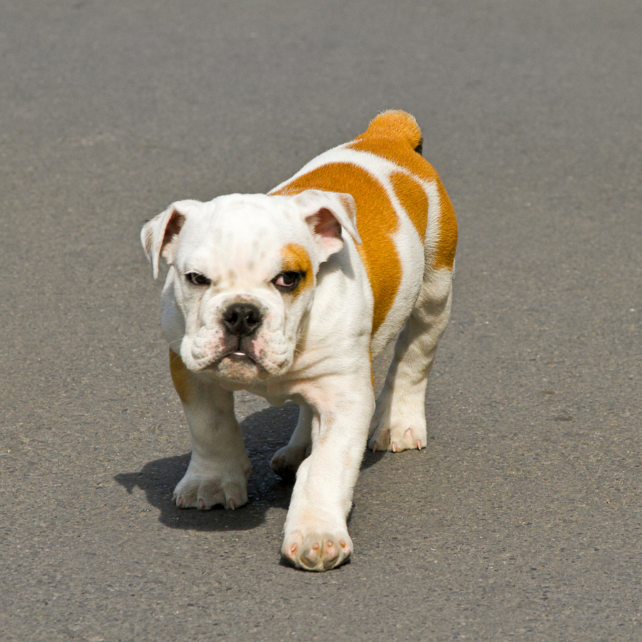 toy bull dogs