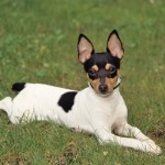Toy Fox Terrier - Pictures, Information, Temperament ...