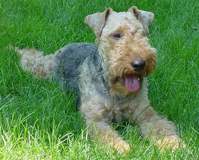 Welsh Terrier - Pictures, Information, Temperament ...