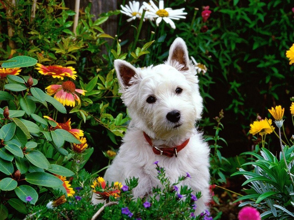 West Highland White Terrier Dog Breed - Pictures, Information