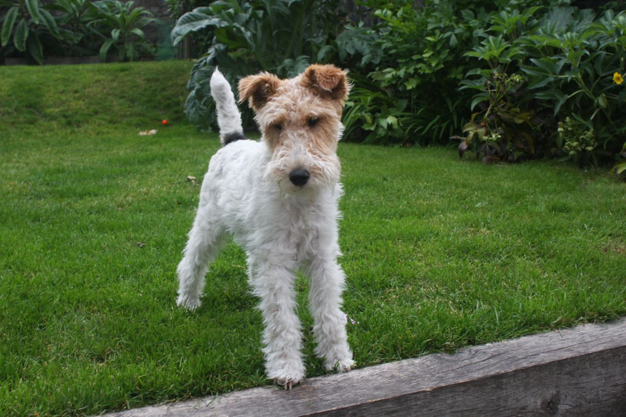What are the different types of wire-haired terriers?