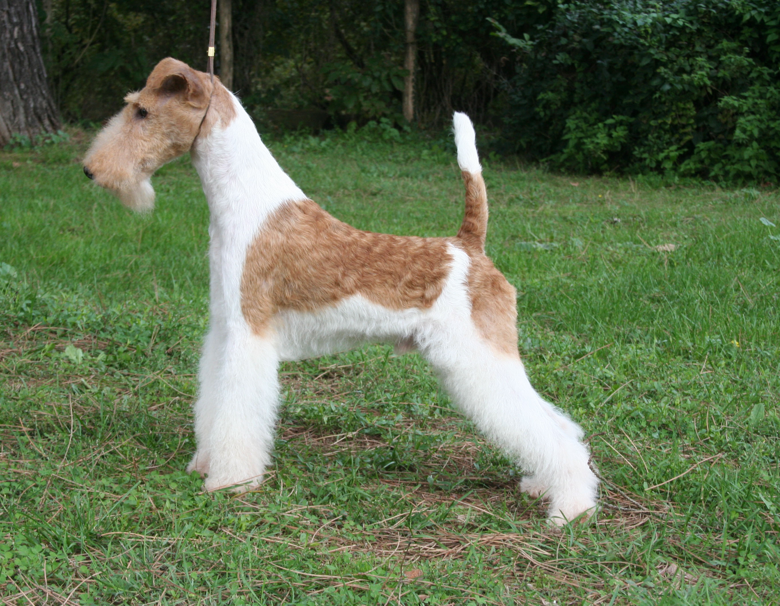 steiff wire fox terrier