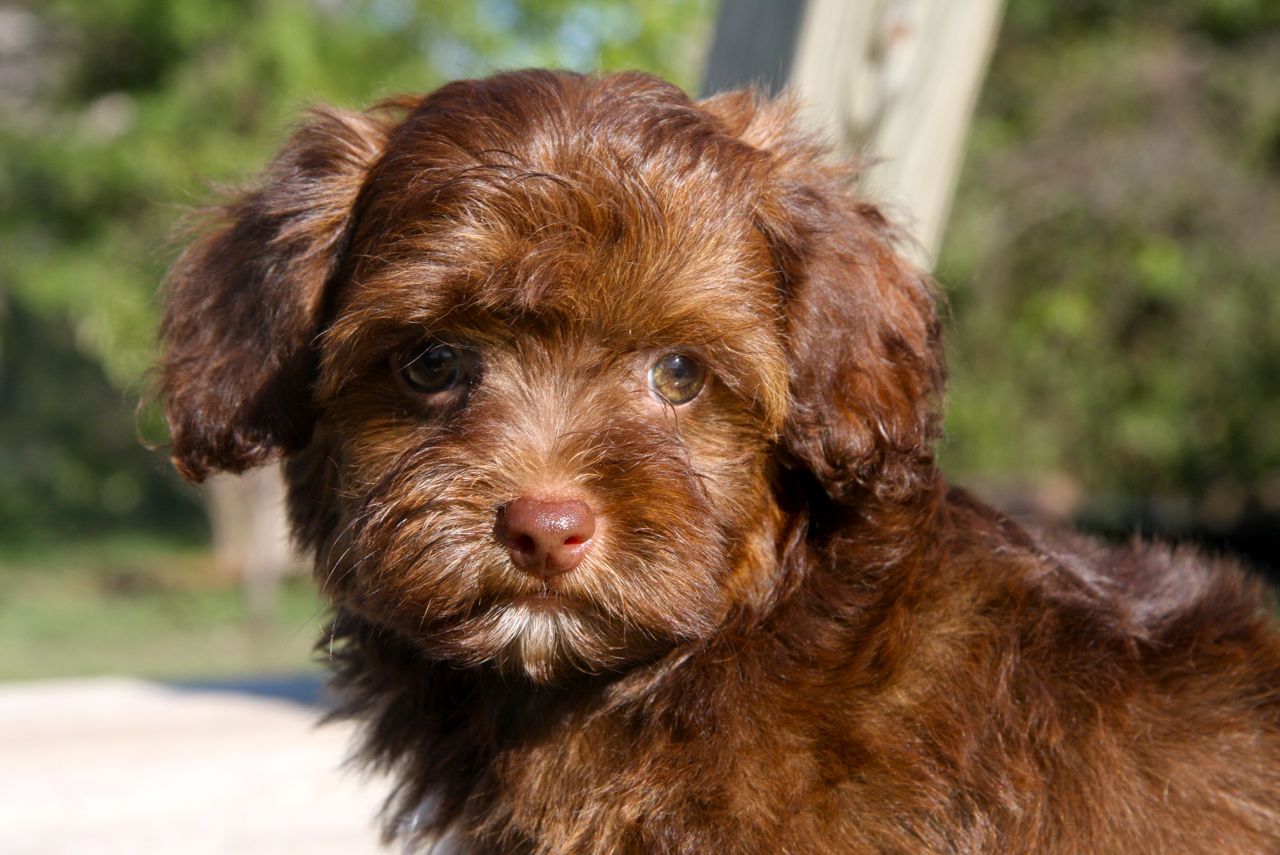 yorkie poo teddy bear