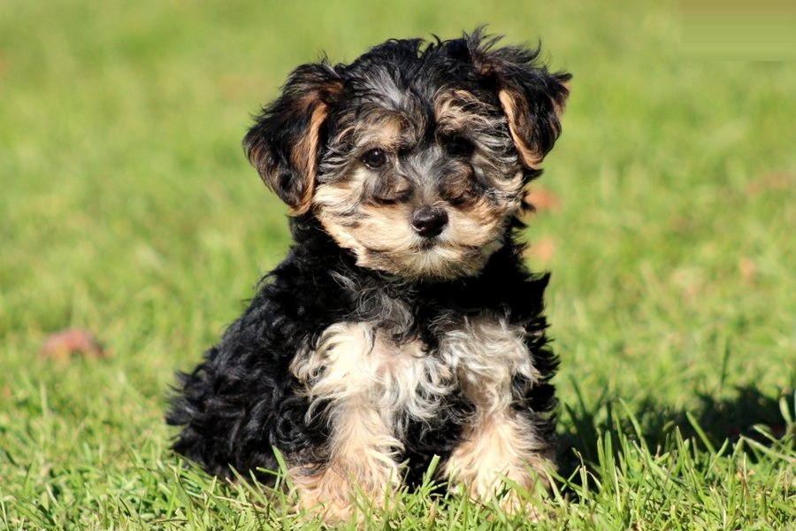 Yorkie Poo Puppies Rescue Pictures Information Temperament