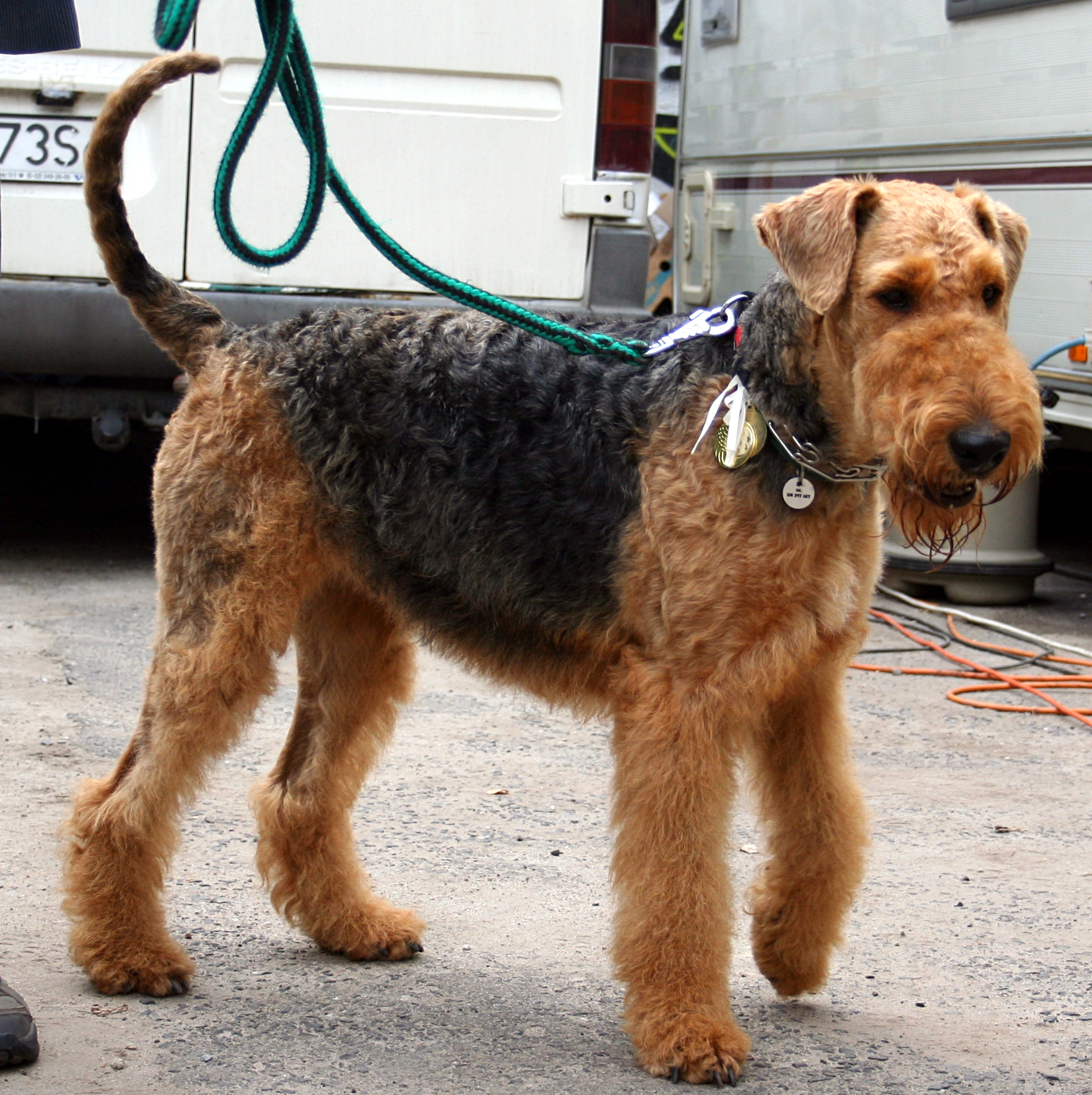Airedale Terrier - Puppies, Rescue, Pictures, Information ...