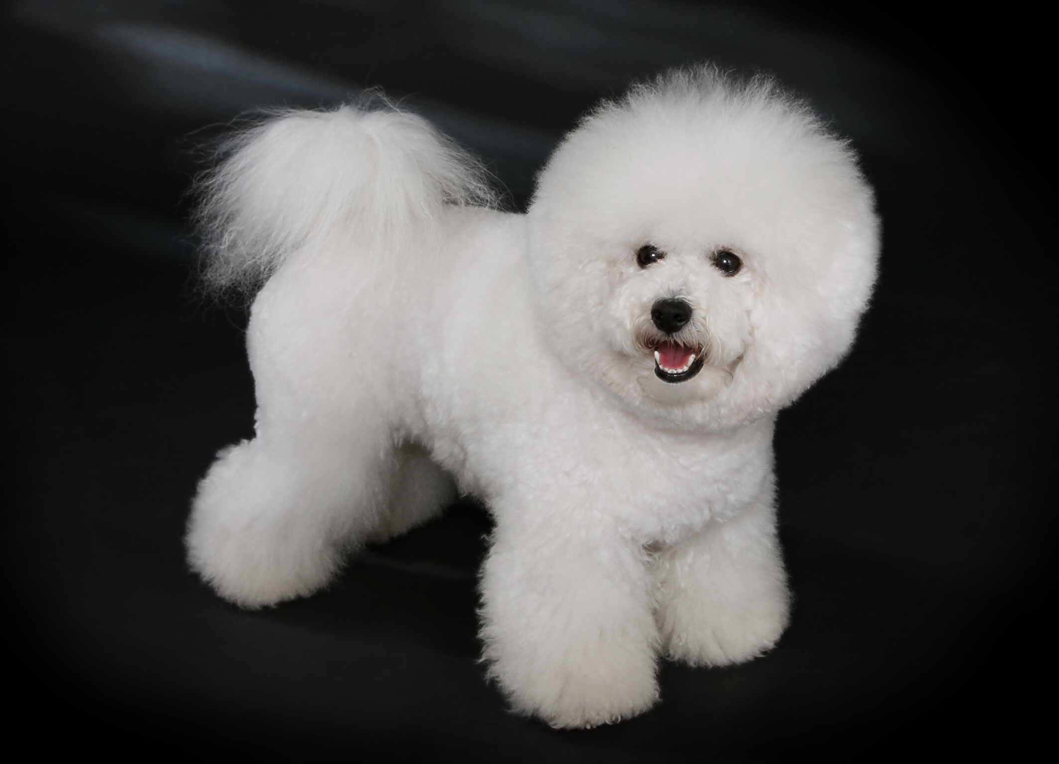 Bichon Frise Puppies Rescue Pictures Information Temperament 