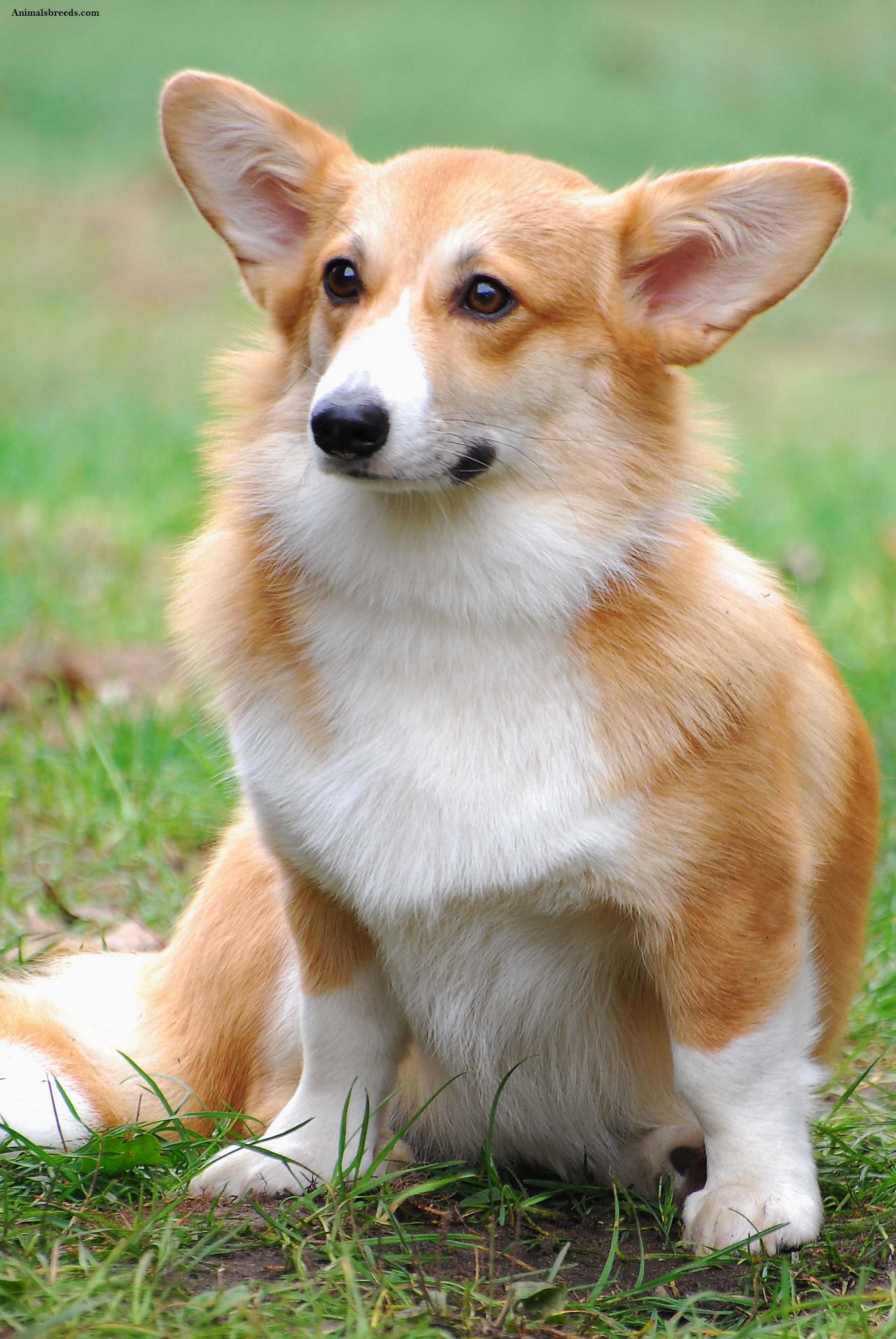 snugababies corgi