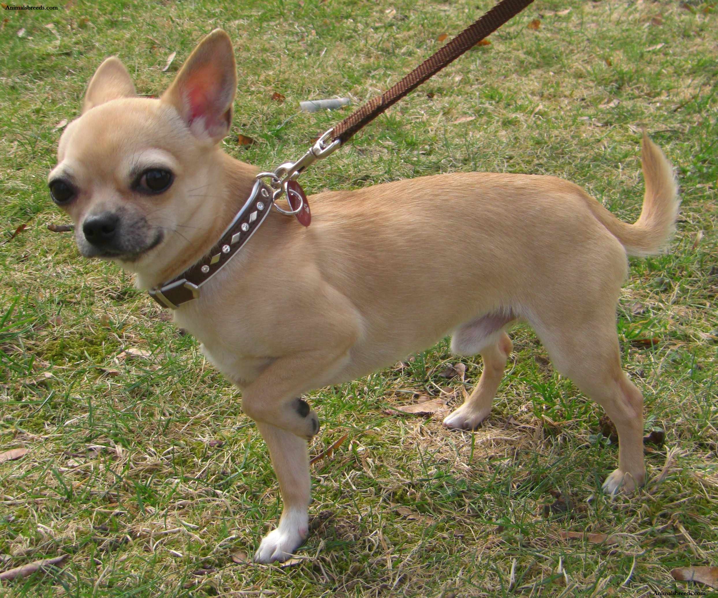 Chihuahua - Puppies, Rescue, Pictures, Information, Temperament