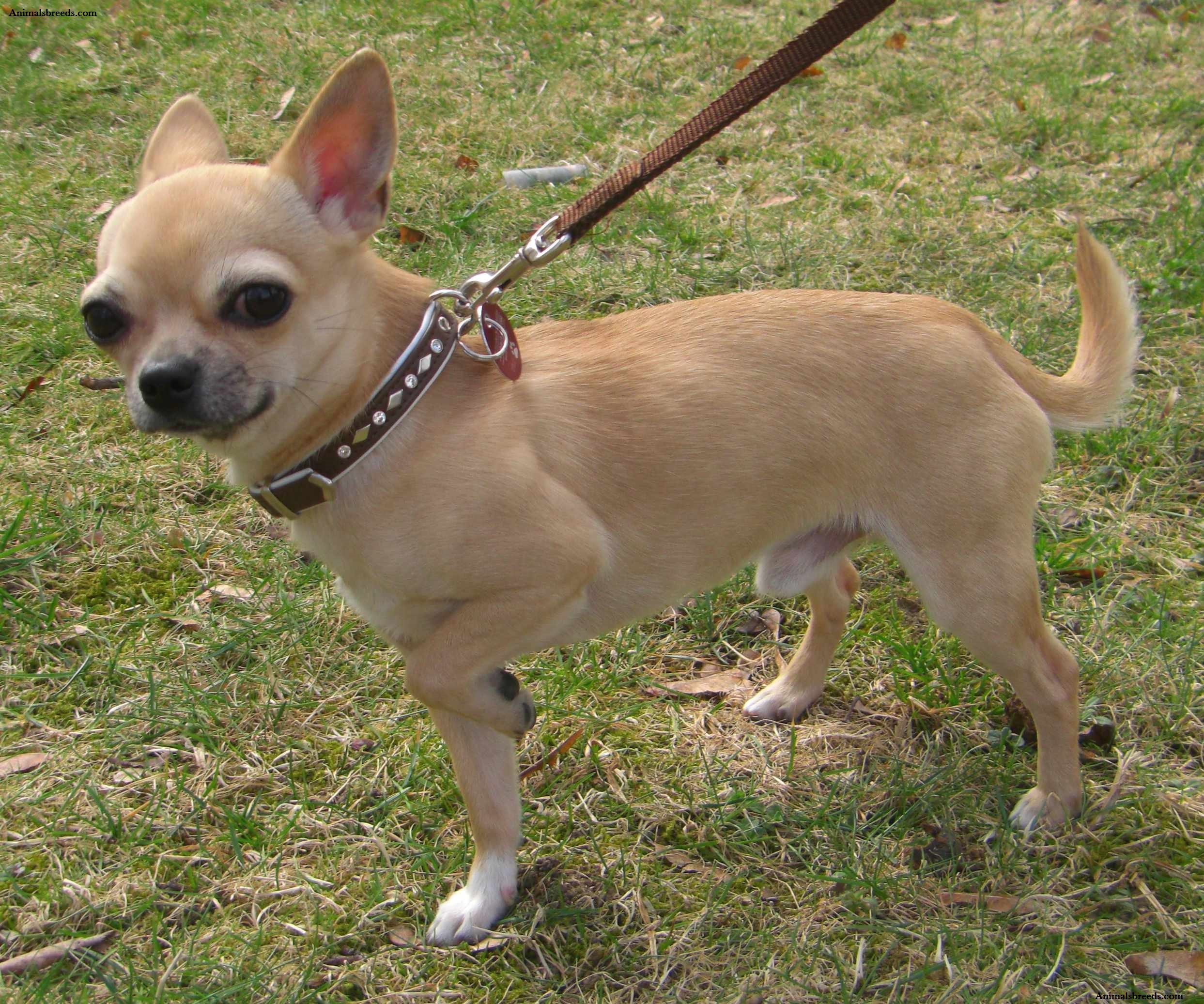 chihuahua-puppies-rescue-pictures-information-temperament